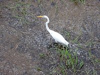 White heron