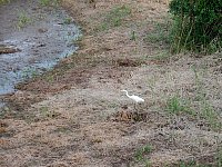 White heron