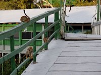 Squirrel Monkeys