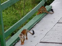 Squirrel Monkeys