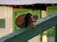 Squirrel Monkeys