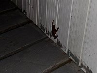 Frog climbing wall