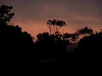 Amazon rainforest sunrise