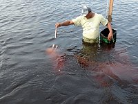 Attracting and feeding dolphins