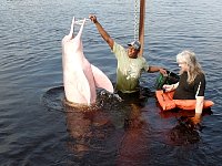 Together with Amazon pink river dolphins