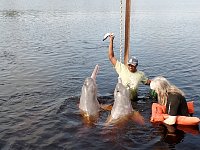 Together with Amazon pink river dolphins