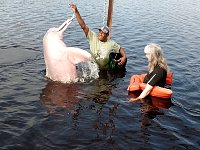 Together with Amazon pink river dolphins