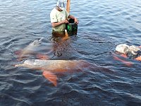 Together with Amazon pink river dolphins