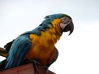 Parrot