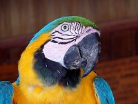 Parrot