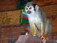 Squirrel monkey on parrot patrol