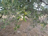 Olive trees on Agistri