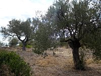 Olive trees on Agistri