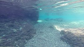 Small fishes near Agistri