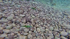 Small fishes near Agistri