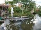 Crocodile
