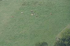 Grazing cows