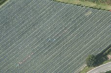 Apple harvest