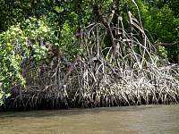 Mangrove roots