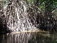 Mangrove roots