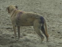 Beach dog