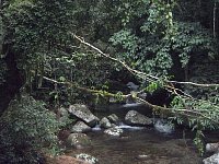 Ilhabela brook