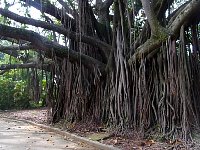 Ibirapuera Park tree