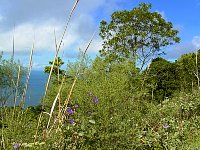 Bonete trail view