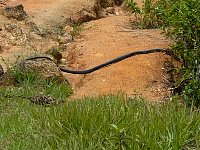 Snake on Ilhabela island