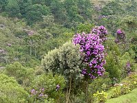 Campos do Jordao view trees