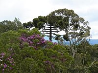 Trees near Pico do Imbiri