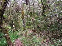 Horto Florestal small trail