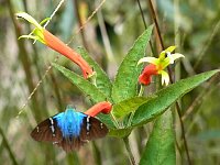 Horto Florestal butterfly