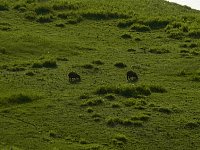 Capybaras