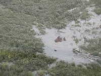 Capybaras