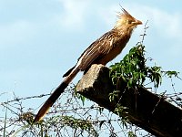 Curious bird