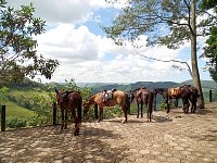 Ride the horse to ride the zipline