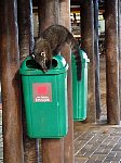 Iguazu coatis