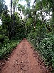 Trail in the subtropical rainforest