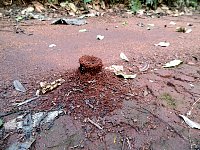 Ant volcano