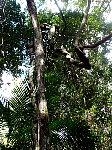 Rainforest vegetation