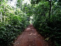 Trail in the subtropical rainforest