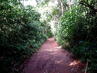 Trail in the subtropical rainforest
