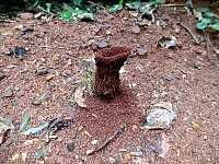 Ant volcano