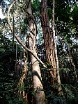 Rainforest vegetation