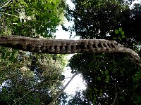 Rainforest vegetation