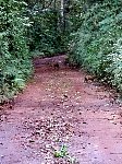 Agoutis on trail