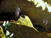 Iguazu spider webs