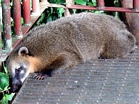 Iguazu coatis