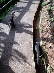 Iguazu coatis